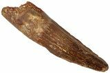 Fossil Spinosaurus Tooth - Real Dinosaur Tooth #312942-1